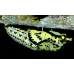 Black-veined White crataegi Egg Batch